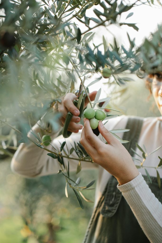 Cretan Olive Grove  Half-Day Tour